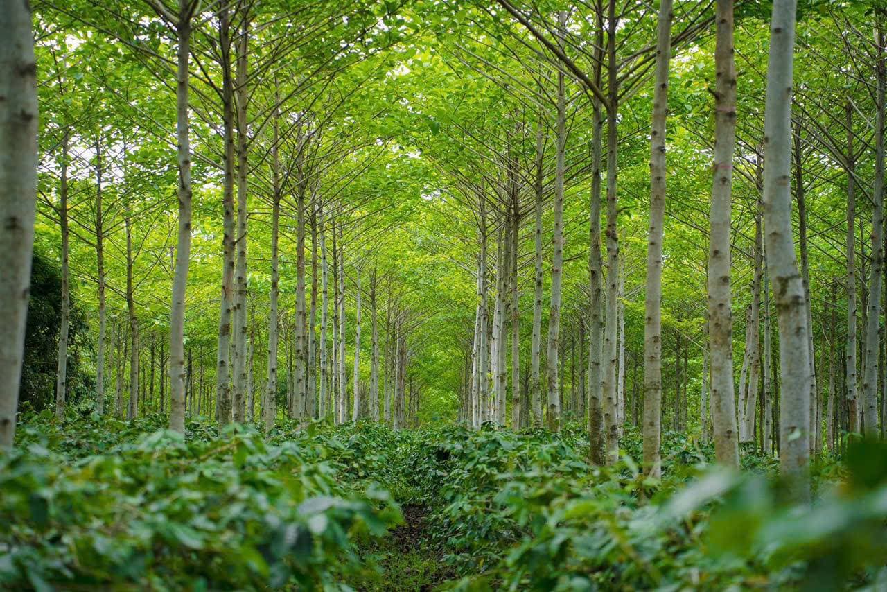 Madam Hương Coffee — forest canopy coffee garden, Khe Sanh