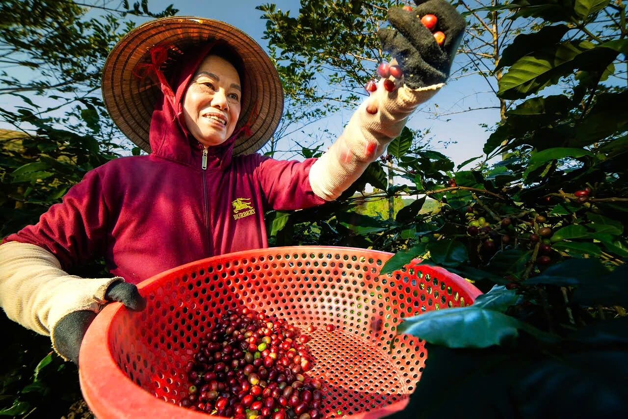 Hái chọn lọc những quả cà phê chín
