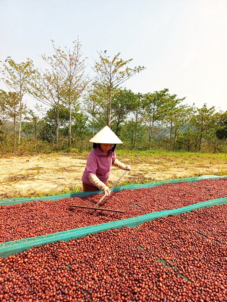 Turning cherries during processing