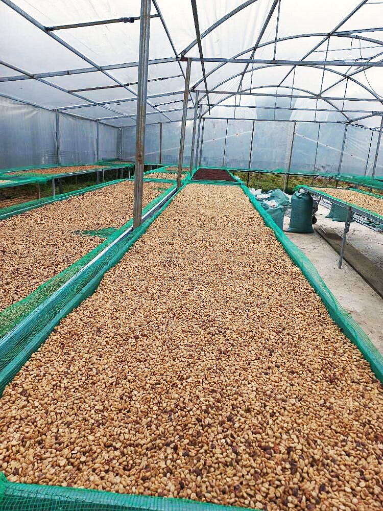 Greenhouse drying